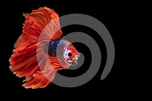 Rhythmic betta fighting fish over isolated black background. The moving moment beautiful of white, blue and red siamese betta