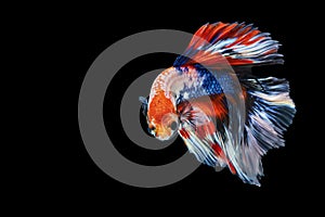 Rhythmic of betta fighting fish over isolated black background. The moving moment beautiful of white, blue and red siamese betta