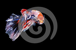 Rhythmic of betta fighting fish over isolated black background. The moving moment beautiful of white, blue and red siamese betta