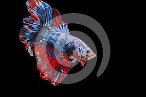 Rhythmic of betta fighting fish over isolated black background. The moving moment beautiful of white, blue and red siamese betta