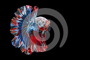 Rhythmic of betta fighting fish over isolated black background. The moving moment beautiful of white, blue and red siamese betta