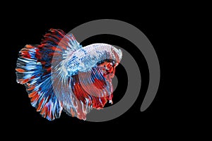 Rhythmic of betta fighting fish over isolated black background. The moving moment beautiful of white, blue and red siamese betta