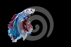 Rhythmic of betta fighting fish over isolated black background. The moving moment beautiful of white, blue and red siamese betta