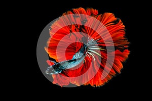 Rhythmic of Betta fish,siamese fighting fish betta splendens ,isolated on black background.artistic pattern color