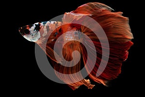 The rhythmic fluttering of the beautiful betta\'s tail adds a sense of elegance and fluidity.