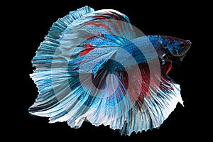 Rhythmic of red blue betta fish, Beautiful movement of Siamese fighting fish, Betta splendens, Halfmoon betta isolated on black