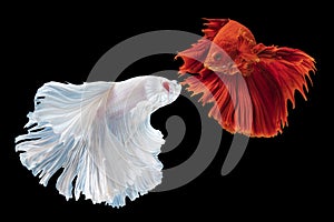 Rhythmic two betta splendens fighting fish over isolated black background. The moving moment beautiful of white, blue and red