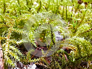 Rhytidiadelphus loreus or lanky moss, little shaggy moss