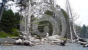 Rialto Beach, Olympic National Park, Washington State, United States