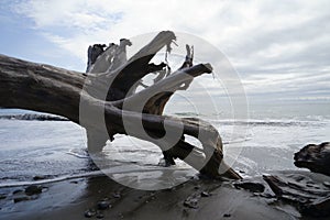 Rialto Beach Olympic National Washington