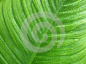 Rian drop on green leaf