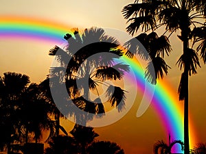 rianbow back silhouette coconut tree sunset sky