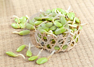 Riang Parkia seeds Thai side dishes