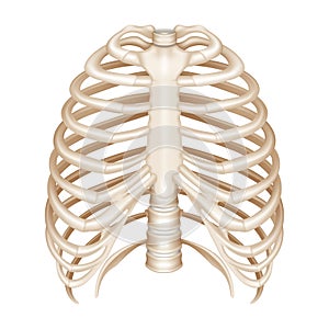 Rib Cage