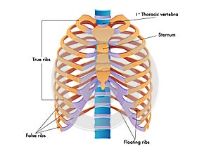 Rib cage