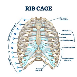 Rib cage anatomy, labeled vector illustration diagram