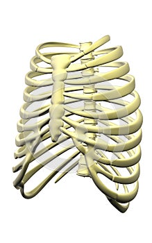 Rib cage