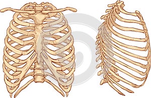 Rib cage illustration