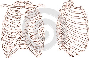 Rib cage illustration