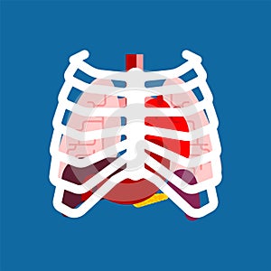 Rib cage and Internal organs. Human anatomy. Systems of man body