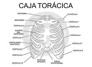 Rib cage, scheme of the bones of the thorax, silhouette with name