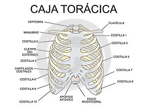 Rib cage, scheme of the bones of the thorax, silhouette with names