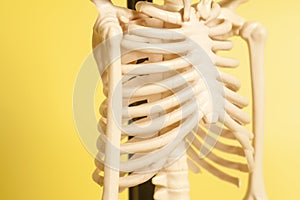 Rib cage of a skeleton