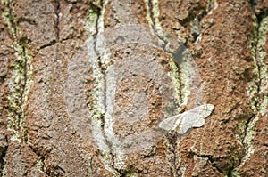 Riband Wave moth