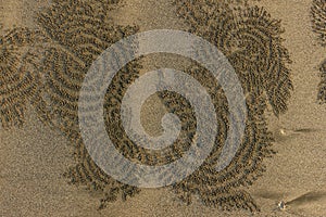 Ribbed abstract drawing in the sand from the crab. Sandy beach. Animals life. Beach background. Detail close up photo. Circle