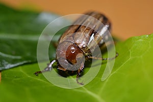 Ribbed beetle Brach - JunikÃ¤fer