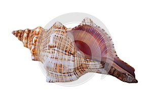 Ribbed Cantharus Seashell