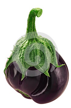 Ribbed eggplant or aubergine Solanum melongena fruit, whole, isolated