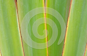 Ribbed leaf or Scientific name is Travellers palm