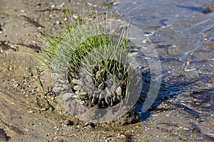 Ribbed Mussels with Cordgrass at Low Tide