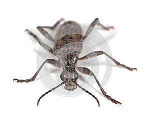 Ribbed pine borer (Rhagium inquisitor)