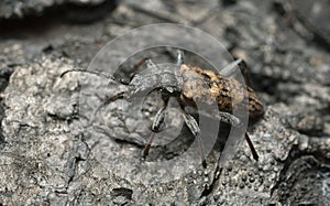 Ribbed pine borer, Rhagium inquisitor on burnt bark