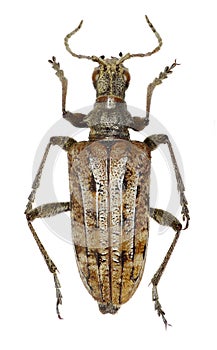 Ribbed Pine Borer on white Background