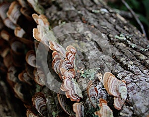 Ribbions of turkey-tail mushrooms growing on a dead log.