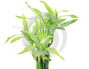 Ribbon dracaena, Lucky bamboo, Belgian evergreen, Ribbon plant p