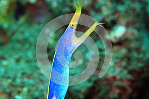 Ribbon Eel