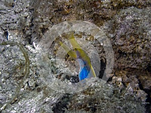 A Ribbon Eel Rhinomuraena quaesita