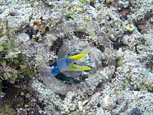 A Ribbon Eel Rhinomuraena quaesita