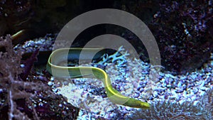 Ribbon eel, Rhinomuraena quaesita, in clear water at the bottom of the aquarium