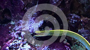 Ribbon eel, Rhinomuraena quaesita, in clear water at the bottom of the aquarium