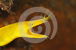 Ribbon Eel (Rhinomuraena quaesita), female.