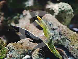 Ribbon eel Rhinomuraena quaesita with rock background in aquarium