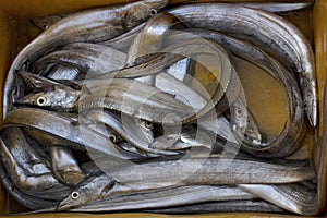 Ribbon Fish looks like eel, Ratnagiri