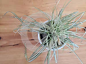 Ribbon Grass Variegated in a ceramic pot closeup. Ornamental grass in  pot top view