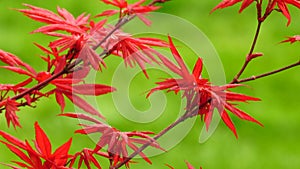 Ribbon-leaf Japanese Maple. Red Japanese maple tree against bright green background wallpaper. Acer Palmatum Atrolineare