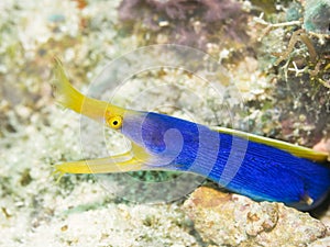 Ribbon Moray photo